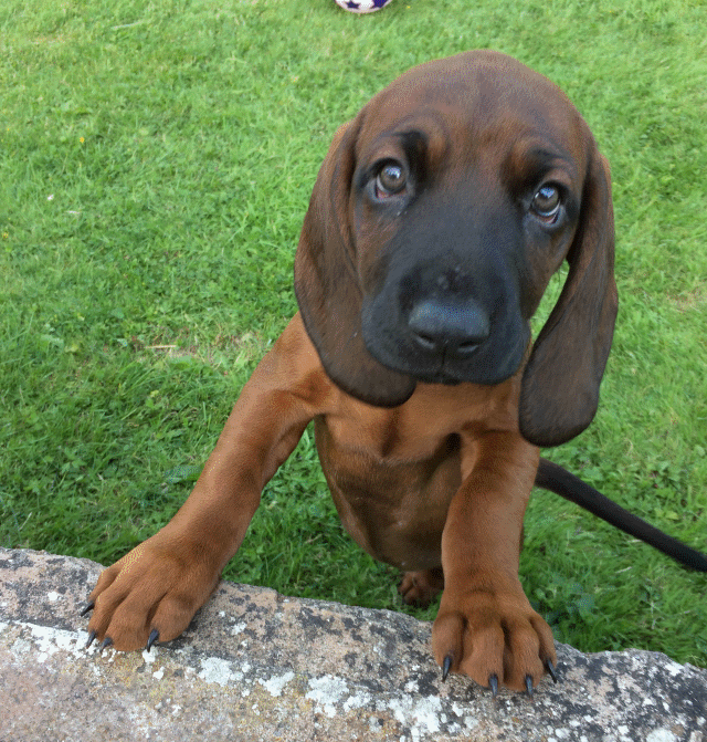 Lottie, a Bavarian Mountain Hound.